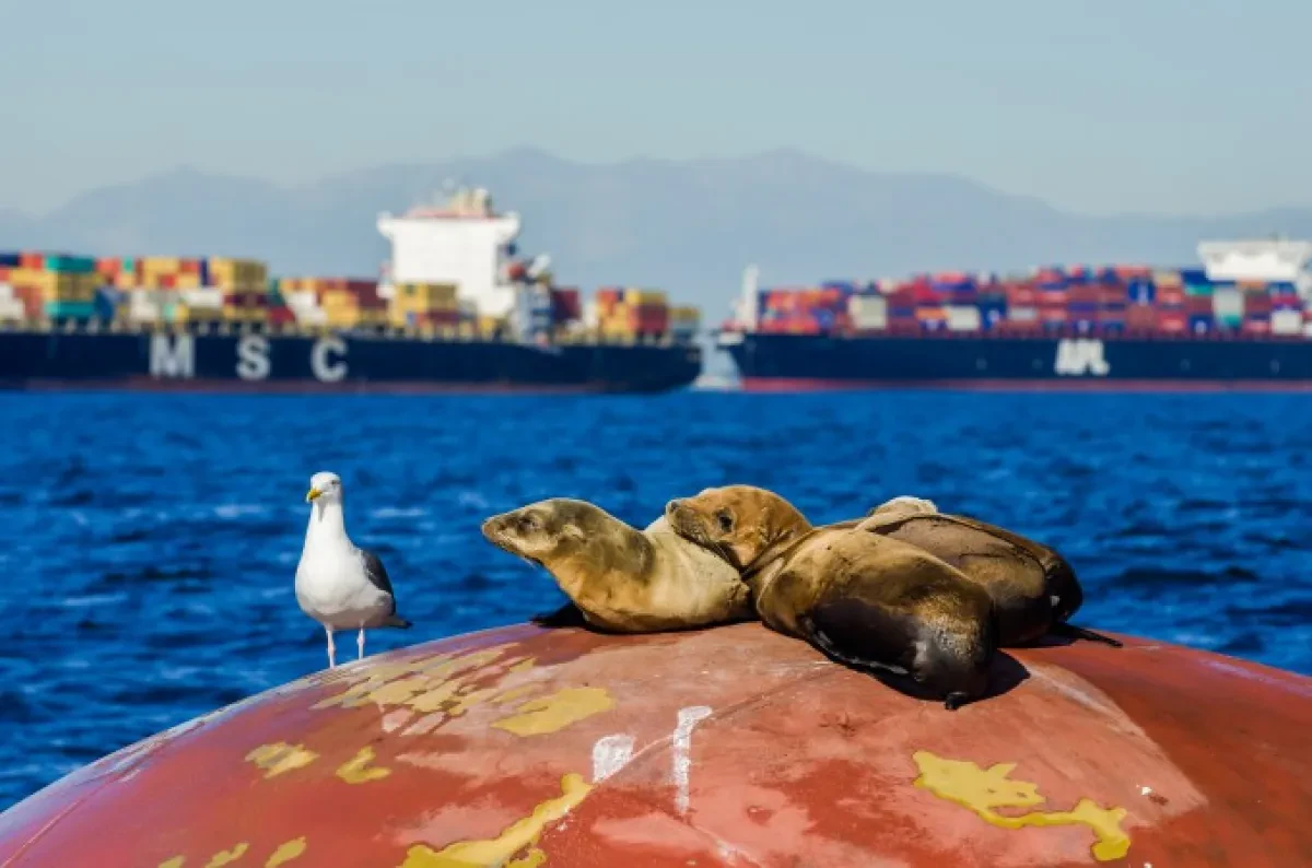 Socal_anchoredships2-15-51-21-680x0-c-default